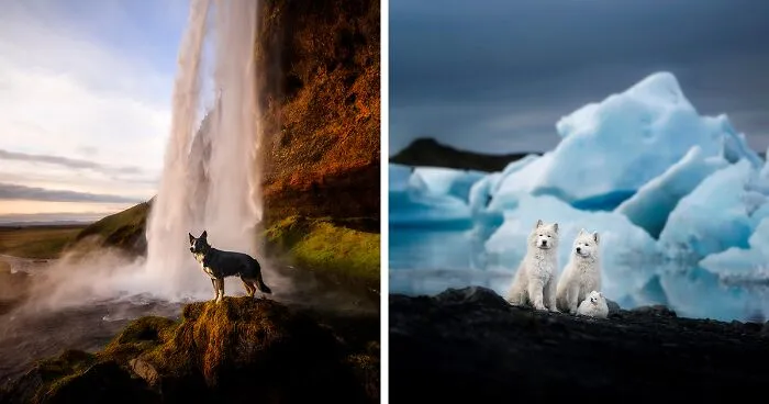 In The Land Of Ice And Dogs: My 40 Captivating Photos Of Iceland's Canine Residents