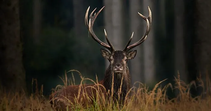 The EISA Maestro Awards 2023: Explore The Beauty Of "The Animal Kingdom" Through 29 Captivating Photos