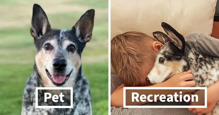 35 Personalized Plushies That Let People Hug Their Lost Pets Once Again, Made By This Company
