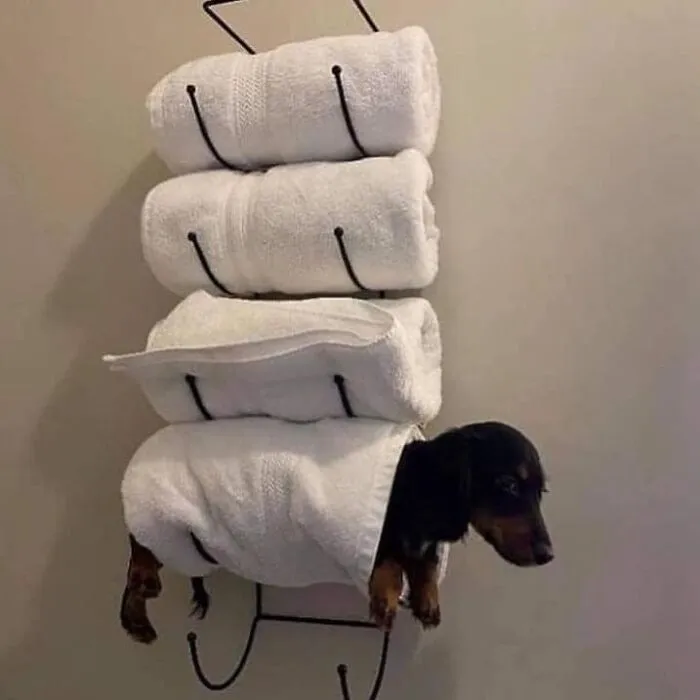50 ‘Things In Places They Shouldn't Be’ To Make Your Day Better (New Pics)