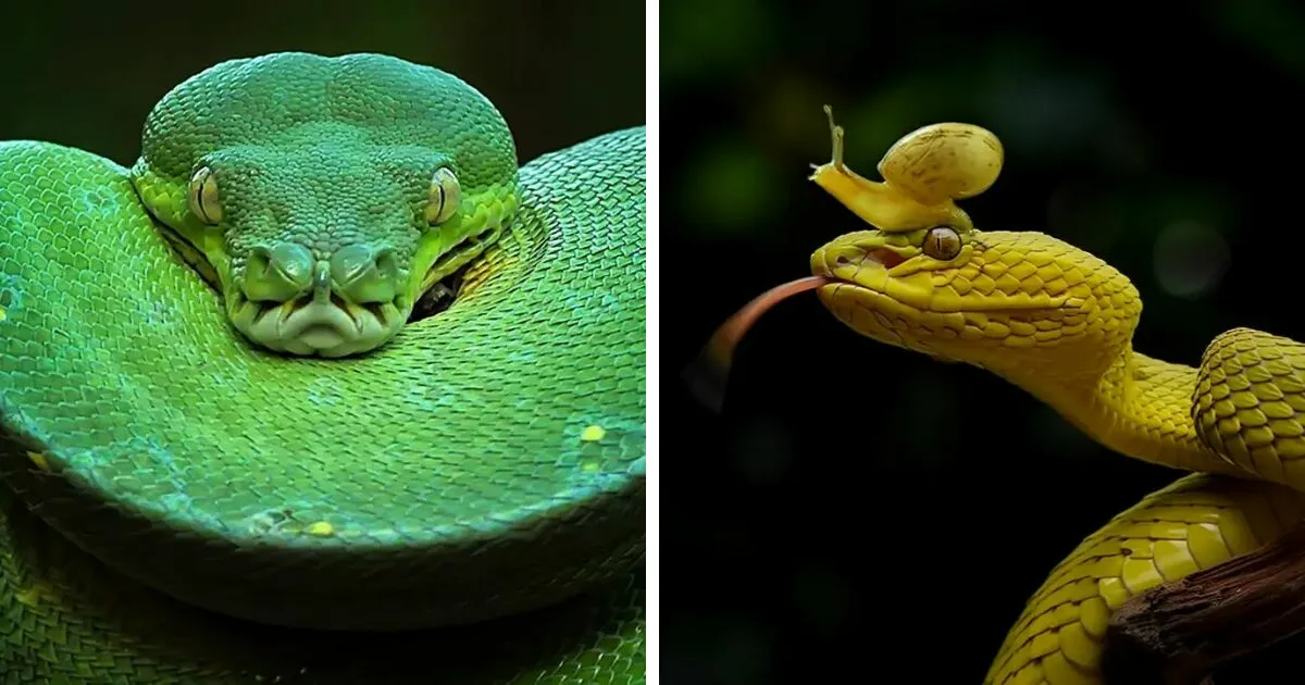 Este fotógrafo toma hermosas imágenes en primer plano de animales de sangre fría ocupándose de sus asuntos (30 fotos)