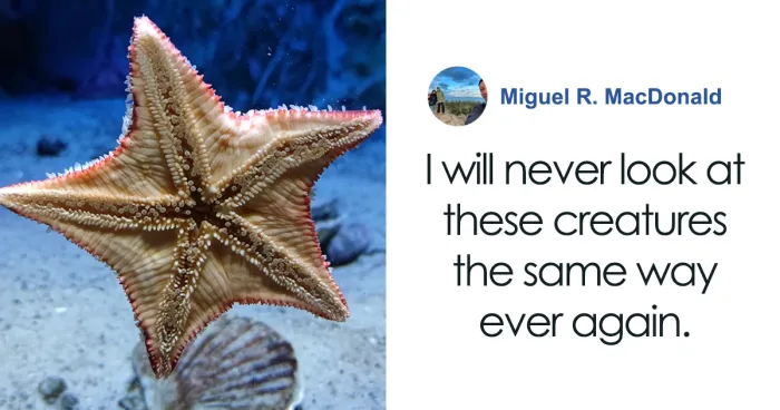 Scientists Discover “Very Weird” Truth About Starfish Heads, Solving Centuries-Old Mystery