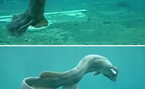 Someone Asks What's The Scariest Thing In The Ocean That Has Photo Evidence, And 30 People Deliver