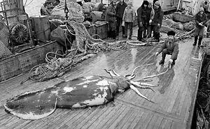 Someone Asks What's The Scariest Thing In The Ocean That Has Photo Evidence, And 30 People Deliver