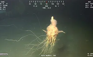 Someone Asks What's The Scariest Thing In The Ocean That Has Photo Evidence, And 30 People Deliver