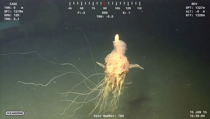 Someone Asks What's The Scariest Thing In The Ocean That Has Photo Evidence, And 30 People Deliver