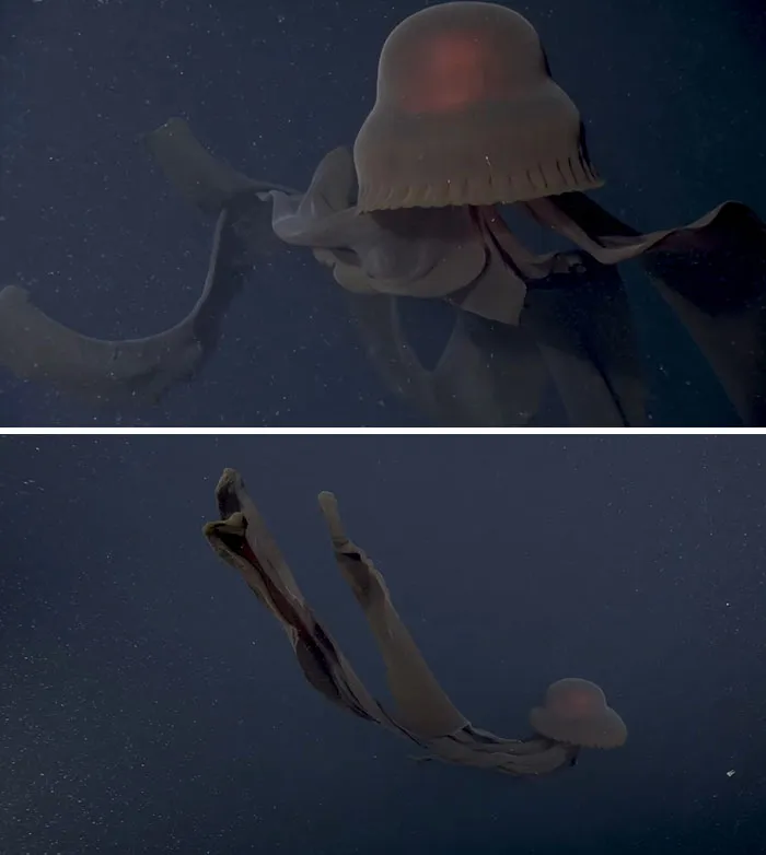 Someone Asks What's The Scariest Thing In The Ocean That Has Photo Evidence, And 30 People Deliver