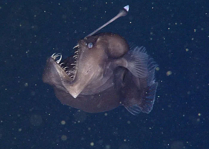Someone Asks What's The Scariest Thing In The Ocean That Has Photo Evidence, And 30 People Deliver