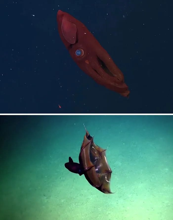 Someone Asks What's The Scariest Thing In The Ocean That Has Photo Evidence, And 30 People Deliver