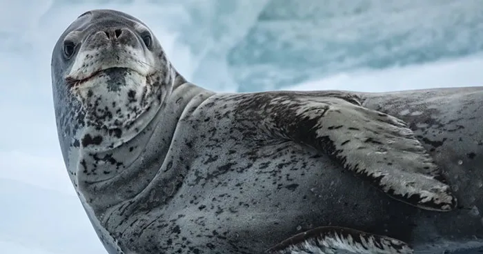 Someone Asks What's The Scariest Thing In The Ocean That Has Photo Evidence, And 30 People Deliver