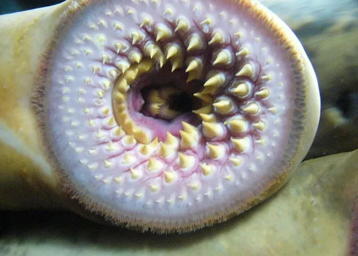 Someone Asks What's The Scariest Thing In The Ocean That Has Photo Evidence, And 30 People Deliver