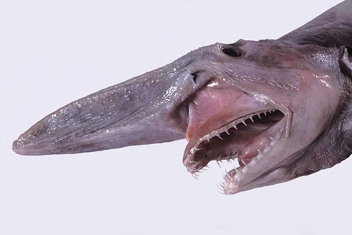 Someone Asks What's The Scariest Thing In The Ocean That Has Photo Evidence, And 30 People Deliver