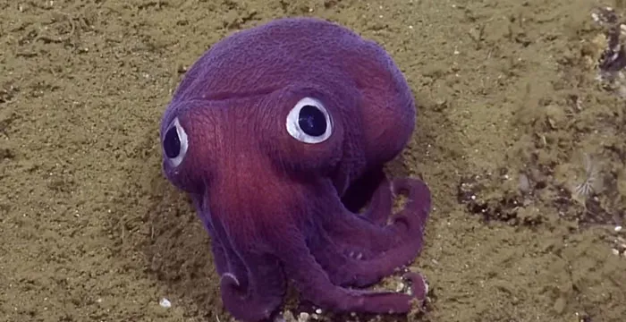 "¿Qué es lo más terrorífico que hay en el océano de lo que haya pruebas fotográficas?": 20 respuestas