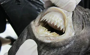 Someone Asks What's The Scariest Thing In The Ocean That Has Photo Evidence, And 30 People Deliver