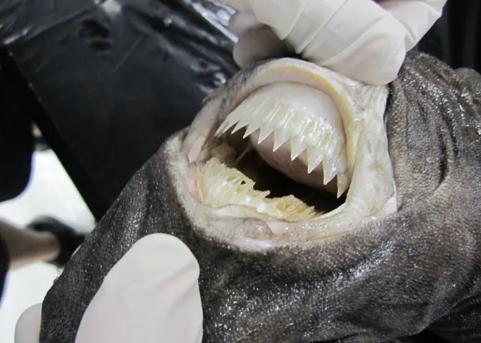 Someone Asks What's The Scariest Thing In The Ocean That Has Photo Evidence, And 30 People Deliver