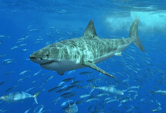 "¿Qué es lo más terrorífico que hay en el océano de lo que haya pruebas fotográficas?": 20 respuestas