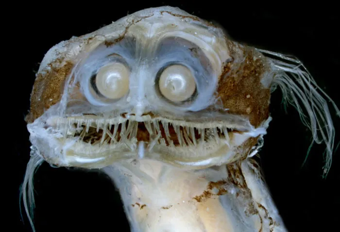 Someone Asks What's The Scariest Thing In The Ocean That Has Photo Evidence, And 30 People Deliver