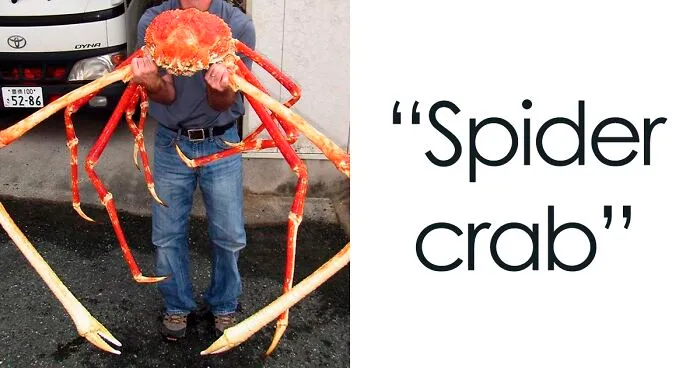 Someone Asks What's The Scariest Thing In The Ocean That Has Photo Evidence, And 30 People Deliver