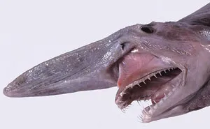 Someone Asks What's The Scariest Thing In The Ocean That Has Photo Evidence, And 30 People Deliver