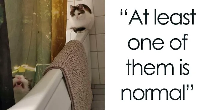 50 'Scrungy' Cats That Were Caught Off Guard
