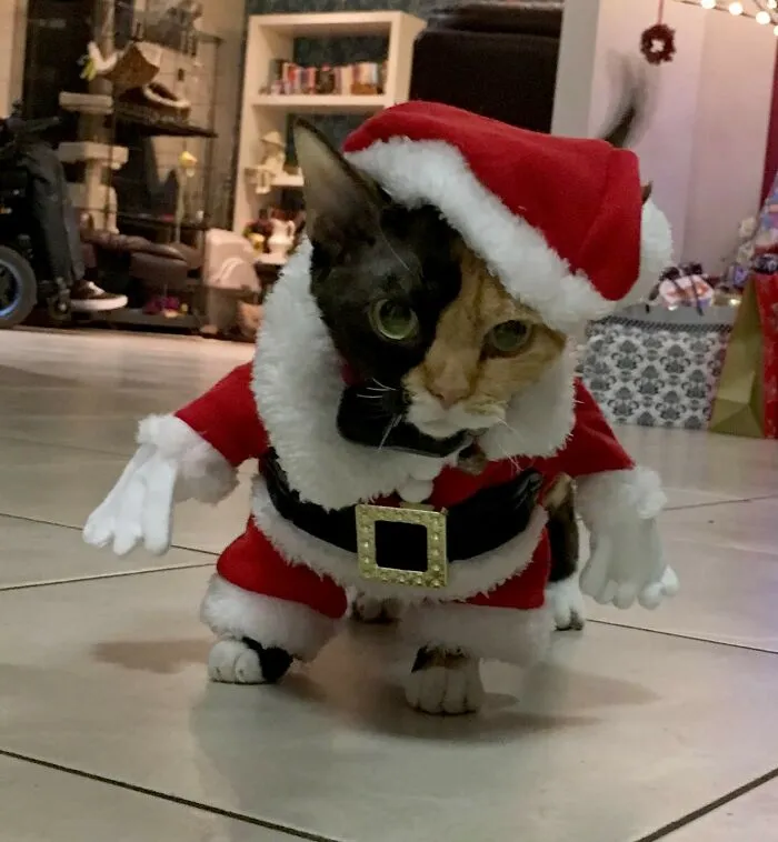Caramello's First Christmas