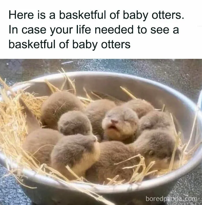 ‘Wait… This Is Wholesome’: 37 Posts To Look At If You’re Feeling Blue (New Pics)