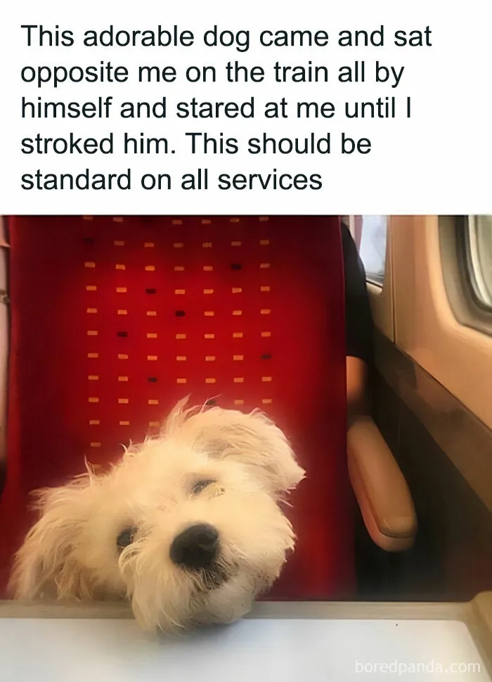 ‘Wait… This Is Wholesome’: 37 Posts To Look At If You’re Feeling Blue (New Pics)