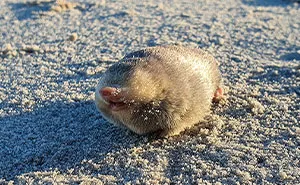 “Brilliant Work”: Shimmering Mole Rediscovered Nearly 100 Years After It Was Presumed Extinct