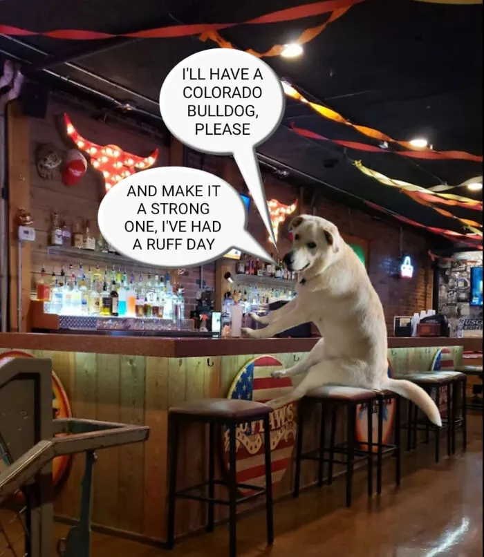 Guy Catches His Doggo Sitting Like A Person, Posts Pic Online, Gets These 29 Edits In Return