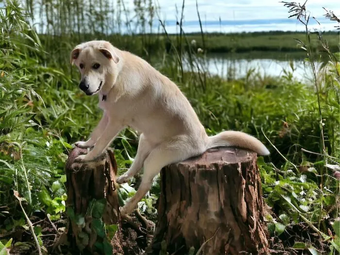 Guy Catches His Doggo Sitting Like A Person, Posts Pic Online, Gets These 29 Edits In Return
