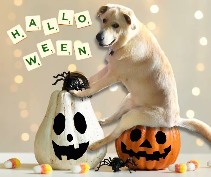 Guy Catches His Doggo Sitting Like A Person, Posts Pic Online, Gets These 29 Edits In Return