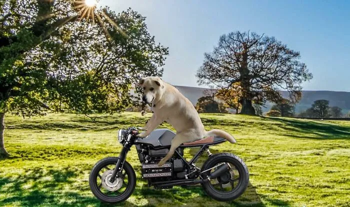 Guy Catches His Doggo Sitting Like A Person, Posts Pic Online, Gets These 29 Edits In Return