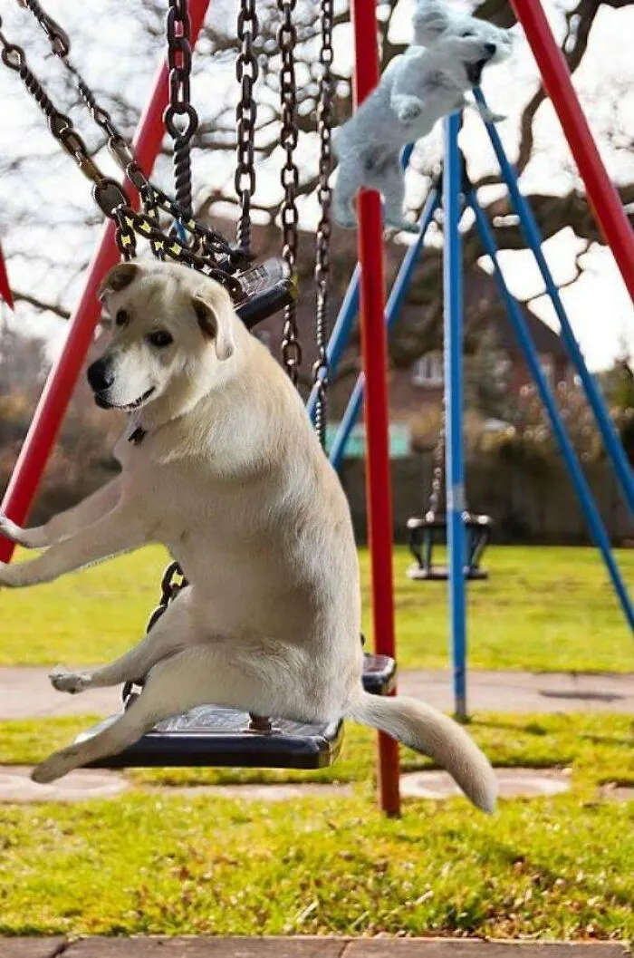Guy Catches His Doggo Sitting Like A Person, Posts Pic Online, Gets These 29 Edits In Return