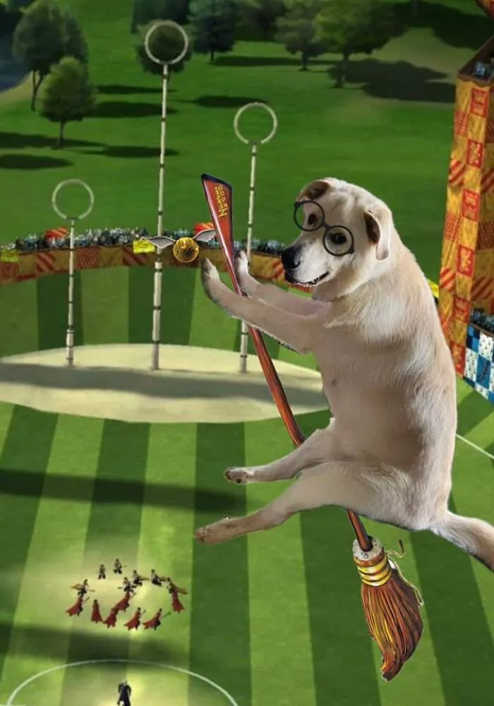 Guy Catches His Doggo Sitting Like A Person, Posts Pic Online, Gets These 29 Edits In Return