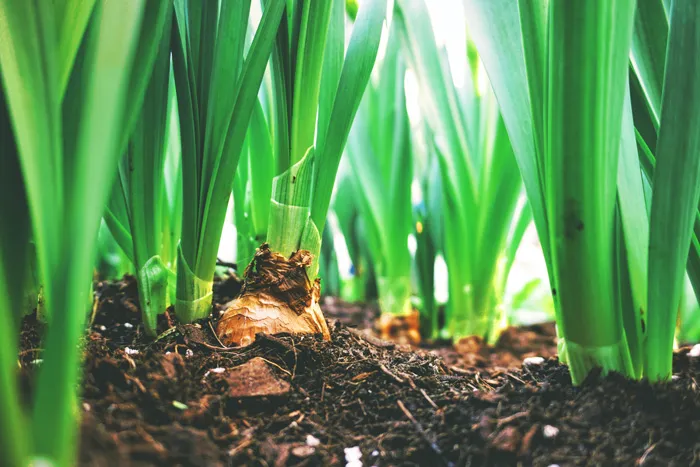 75 Spring Trivia Questions (With Answers) To Welcome The Season Of Rebirth