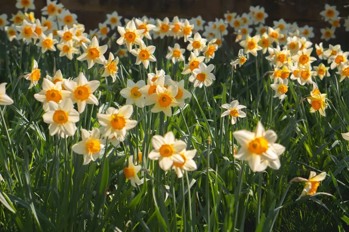 75 Spring Trivia Questions (With Answers) To Welcome The Season Of Rebirth
