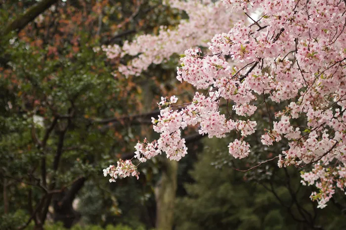 Blooming tree 