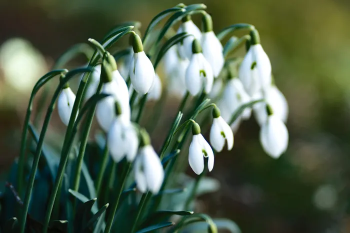 Snowdrop lanterns 