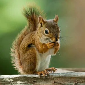 BarkingSquirell