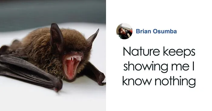 These Bats’ Tools Are Too Big To Reproduce Like Other Mammals, Scientists Find Out How They Do It
