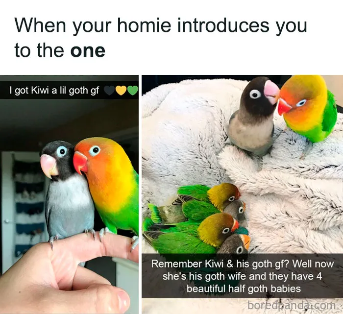 “Animals Doing Things”: 50 Funny And Wholesome Animal Memes And Pics To Make You Smile