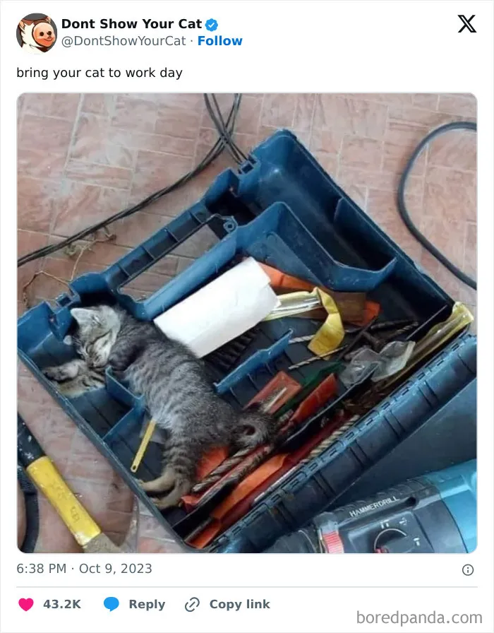 “Don’t Show Your Cat”: 40 Chucklesome Cat Pics And Memes Shared By This X Page