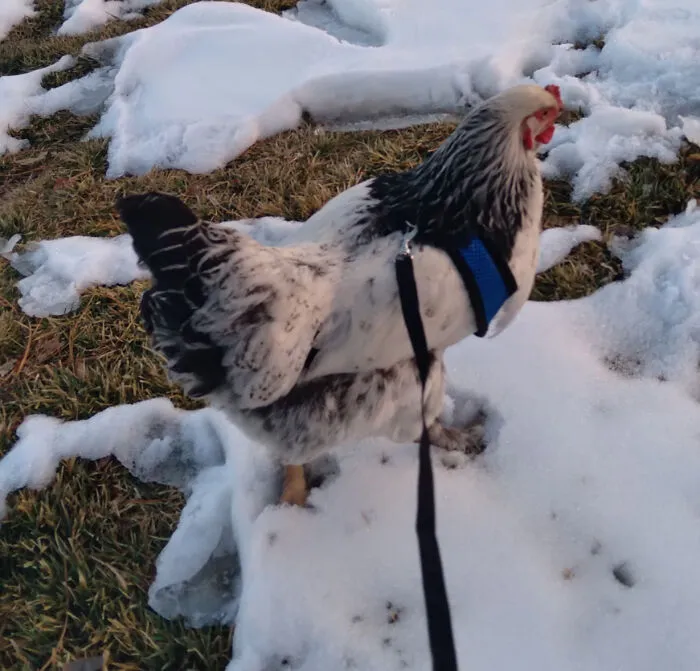 Blizzard On Her Walk