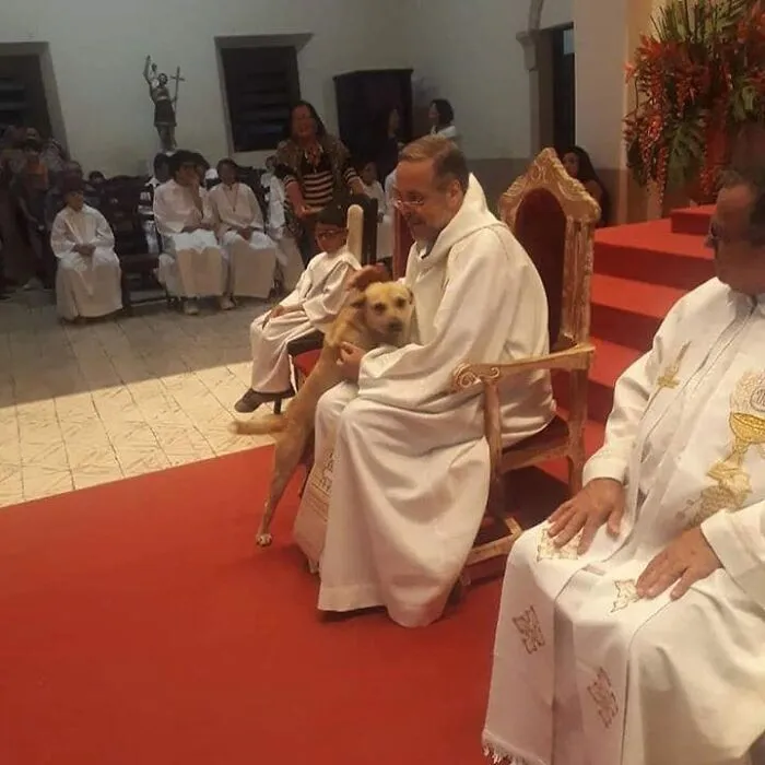 Loving Priest Turns Church Services Into Adoption Fairs For Stray Dogs (21 New Pics)