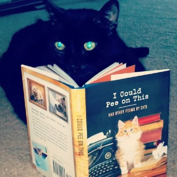 Get Ready For A Furr-Real Treat With <a Style="Display:inline;" Href="Https://Www.amazon.com/Could-Pee-This-Other-Poems/Dp/1452110581?pd_rd_w=wxx5s&content-ID=amzn1.sym.724e1345-13e9-4aaa-Ad92-3b2703f86a2c&pf_rd_p=724e1345-13e9-4aaa-Ad92-3b2703f86a2c&pf_rd_r=mw1nry9hydr9qcs9ece7&pd_rd_wg=0jhbz&pd_rd_r=4aeca522-31e2-4ed6-8c5a-E9f90464a197&pd_rd_i=1452110581&psc=1&linkcode=ll1&tag=bpcrab-20&linkid=6175672324b247d14781dfa87f5683cc&language=en_us&ref_=as_li_ss_tl   " Target="_blank"><span Style="Font: Inherit; Color: #d74b1f;"> 'I Could Pee On This: And Other Poems By Cats'</Span>! Usher In A Hilariously Fresh Blend Of Poetry And Paw-Sophistication For Your Coffee Table Reads!