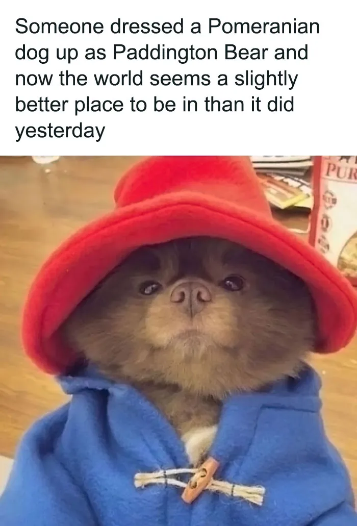 Also, Paddington 2 Is A Great Movie, In Case Anyone's Wondering