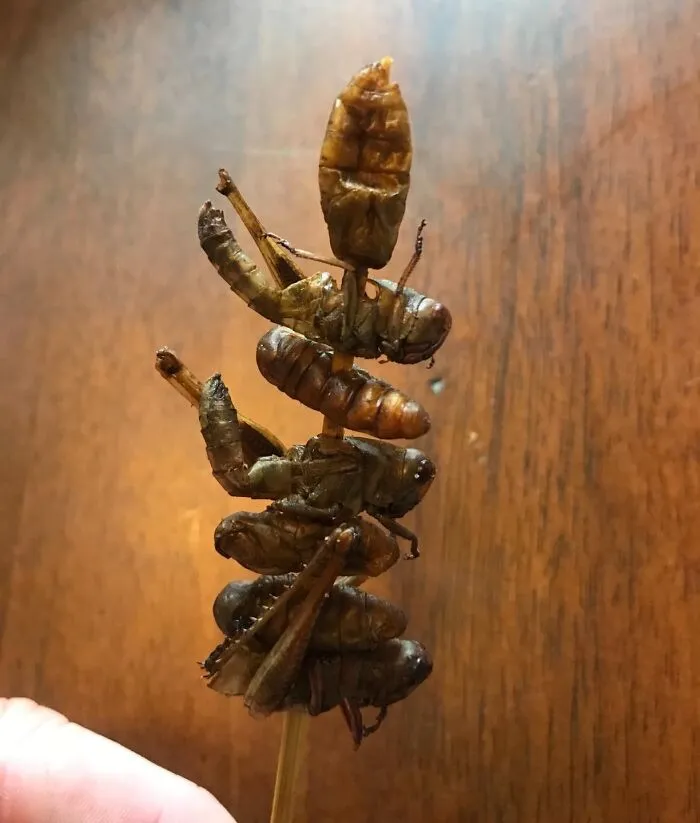 This <a Style="Display:inline;" Href="Https://Www.amazon.com/Edible-Insects-Mixed-Grasshoppers-Crickets/Dp/B01gu4lt68?pd_rd_w=icgac&content-ID=amzn1.sym.67f8cf21-Ade4-4299-B433-69e404eeecf1&pf_rd_p=67f8cf21-Ade4-4299-B433-69e404eeecf1&pf_rd_r=tvb09qkd0er0p7hb3x64&pd_rd_wg=psbdm&pd_rd_r=c5053bc9-91e3-4732-Ad1b-5d49a5e92a7d&pd_rd_i=b01d961qi6&th=1&linkcode=ll1&tag=bpkangaroo-20&linkid=48a56cf6cf0609d7f9f9163090c11a96&language=en_us&ref_=as_li_ss_tl" Target="_blank"><span Style="Font: Inherit; Color: #d74b1f;"> Edible Bug Kebab</Span> Is The Perfect Gift For The Adventurous Eater In Your Life (Or The Friend Who's Always Bragging About Their "Iron Stomach"). They'll Either Love It Or Hate It, But It's Definitely A Gift They Won't Forget