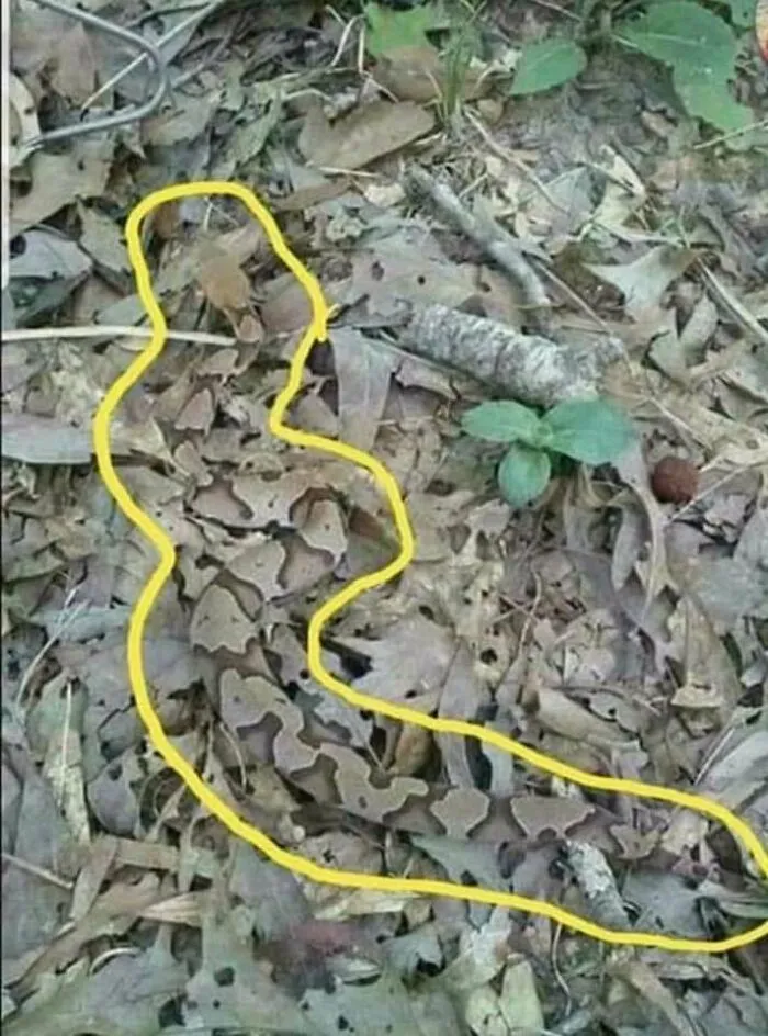 Serpiente