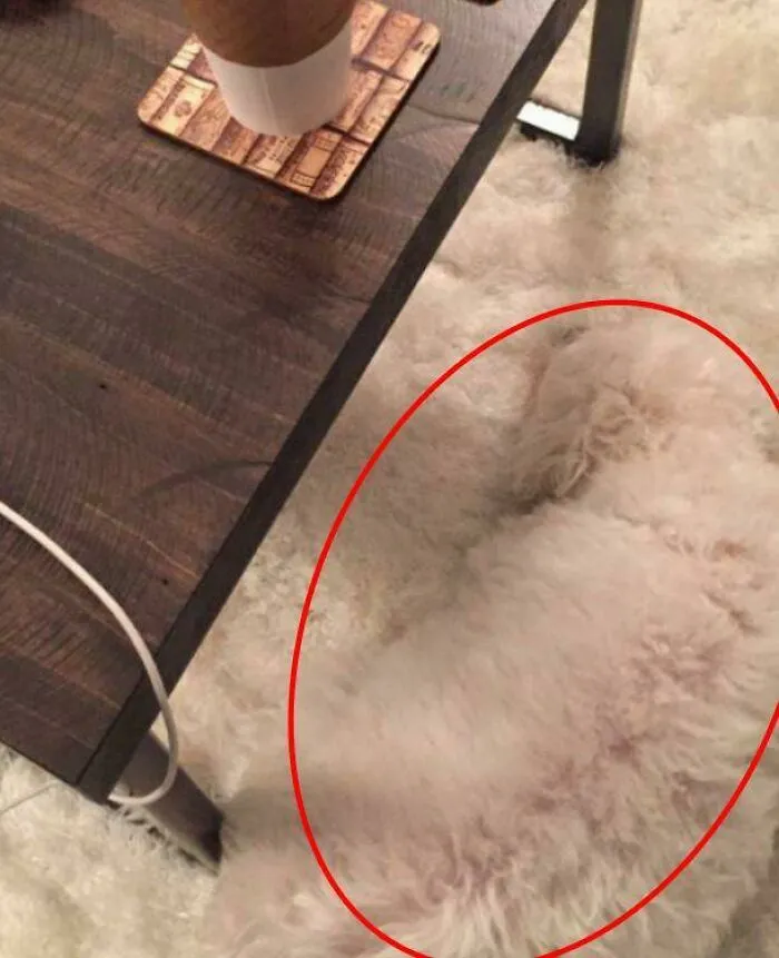 Perro oculto