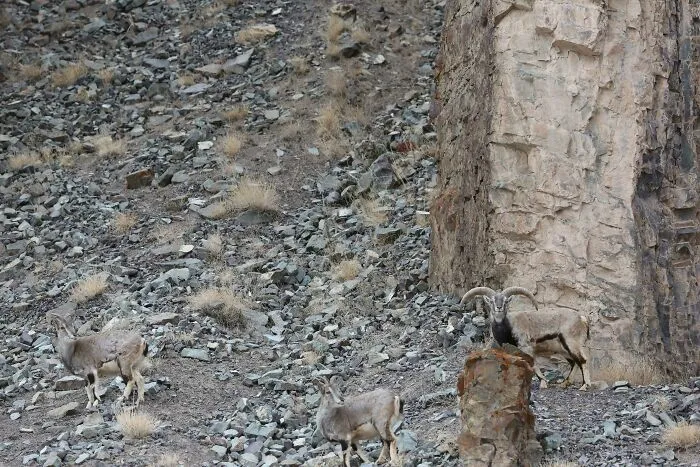 Find 4 Animals